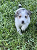 Harry, a male Jack Russell Terrier for sale in Vardaman, MS – 2 of 5