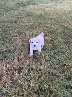 Boy 1, a male Jack Russell Terrier for sale in Vardaman, MS – 2 of 5
