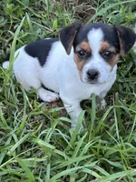Blackie, a female Jack Russell Terrier for sale in Vardaman, MS – 2 of 4