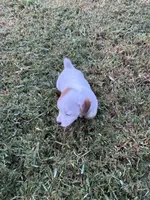 Boy #2, a male Jack Russell Terrier for sale in Vardaman, MS – 3 of 4