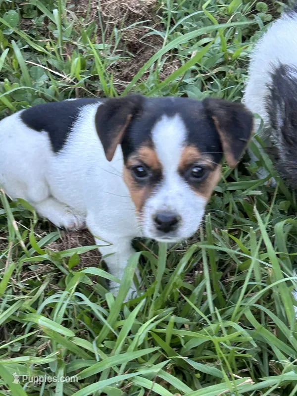 Blackie – Jack Russell Terrier puppy for sale in Vardaman, MS