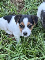 Blackie, a female Jack Russell Terrier for sale in Vardaman, MS – 1 of 4