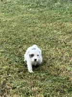 Baby girl, a female Jack Russell Terrier for sale in Vardaman, MS – 2 of 3