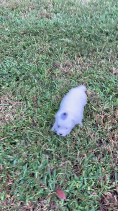 Boy #2, a male Jack Russell Terrier for sale in Vardaman, MS – 4 of 4