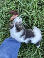 Harry, a male Jack Russell Terrier for sale in Vardaman, MS – 5 of 5
