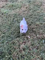 Boy #2, a male Jack Russell Terrier for sale in Vardaman, MS – 2 of 4