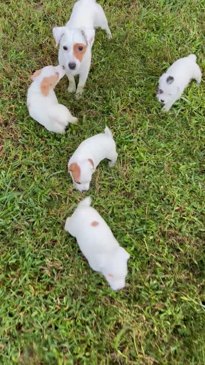 Boy 1, a male Jack Russell Terrier for sale in Vardaman, MS – 5 of 5