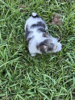 Harry, a male Jack Russell Terrier for sale in Vardaman, MS – 4 of 5