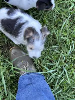 Harry, a male Jack Russell Terrier for sale in Vardaman, MS – 3 of 5