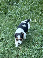 Blackie, a female Jack Russell Terrier for sale in Vardaman, MS – 4 of 4