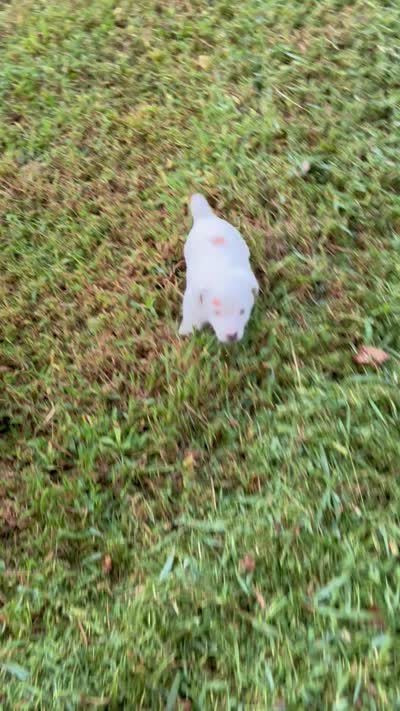 Boy 1, a male Jack Russell Terrier for sale in Vardaman, MS – 4 of 5