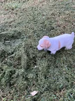 Boy 1, a male Jack Russell Terrier for sale in Vardaman, MS – 3 of 5