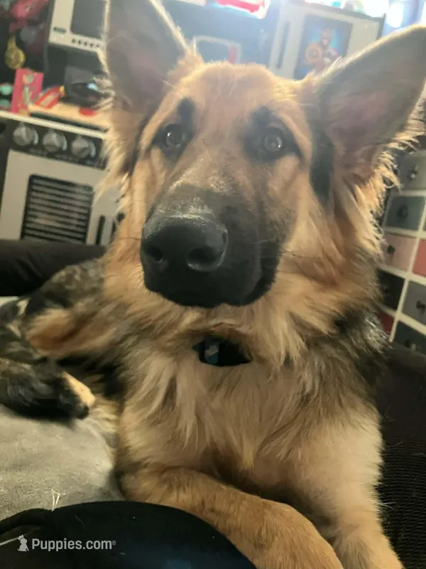 Mose – German Shepherd Dog puppy for sale in Mineral Wells, WV