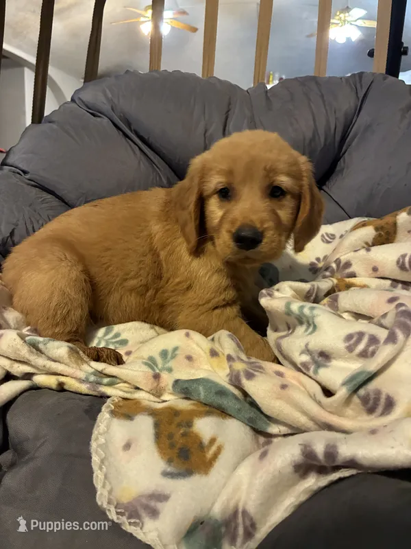 Light green  – Golden Retriever puppy for sale in Eagleville, MO