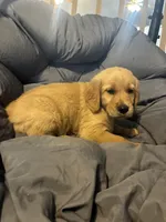 Yellow collar, a female Golden Retriever for sale in Eagleville, MO – 3 of 3