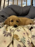 Dark green , a male Golden Retriever for sale in Eagleville, MO – 4 of 4