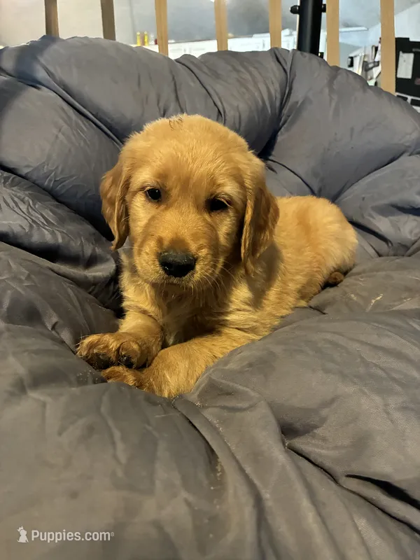 Orange collar – Golden Retriever puppy for sale in Eagleville, MO