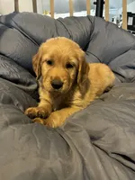 Orange collar, a male Golden Retriever for sale in Eagleville, MO – 1 of 4