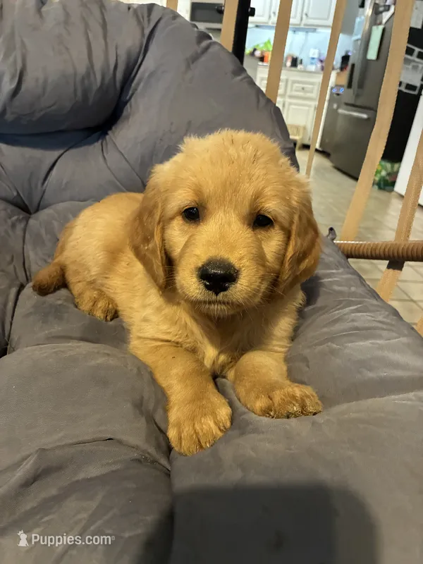Red collar – Golden Retriever puppy for sale in Eagleville, MO
