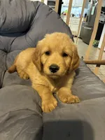 Red collar, a male Golden Retriever for sale in Eagleville, MO – 1 of 3