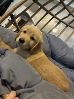 Black collar, a male Golden Retriever for sale in Eagleville, MO – 4 of 4
