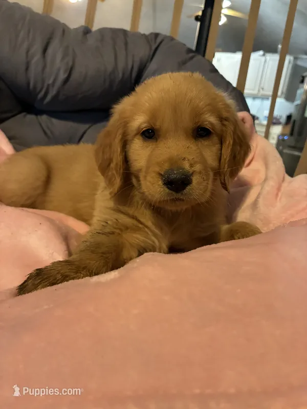 Pink collar – Golden Retriever puppy for sale in Eagleville, MO