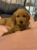 Pink collar, a female Golden Retriever for sale in Eagleville, MO – 1 of 4