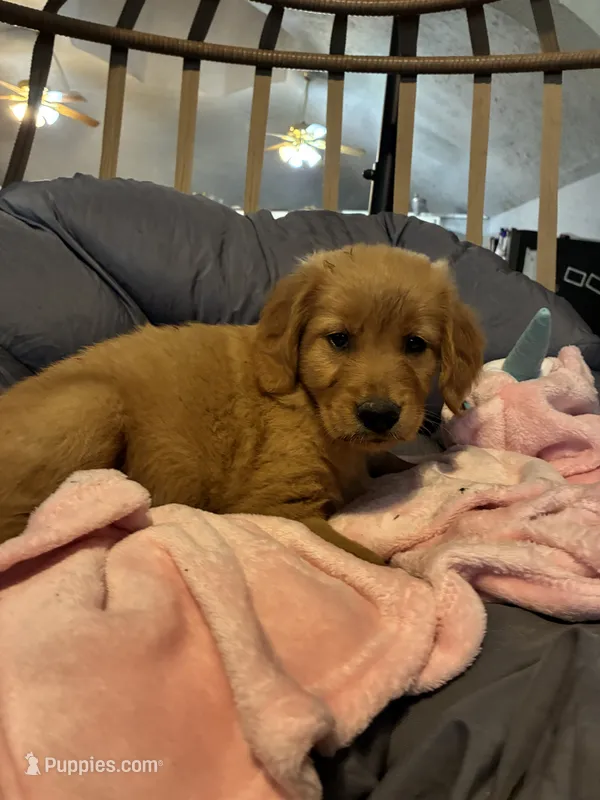 Purple collar – Golden Retriever puppy for sale in Eagleville, MO