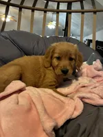 Purple collar, a female Golden Retriever for sale in Eagleville, MO – 1 of 4