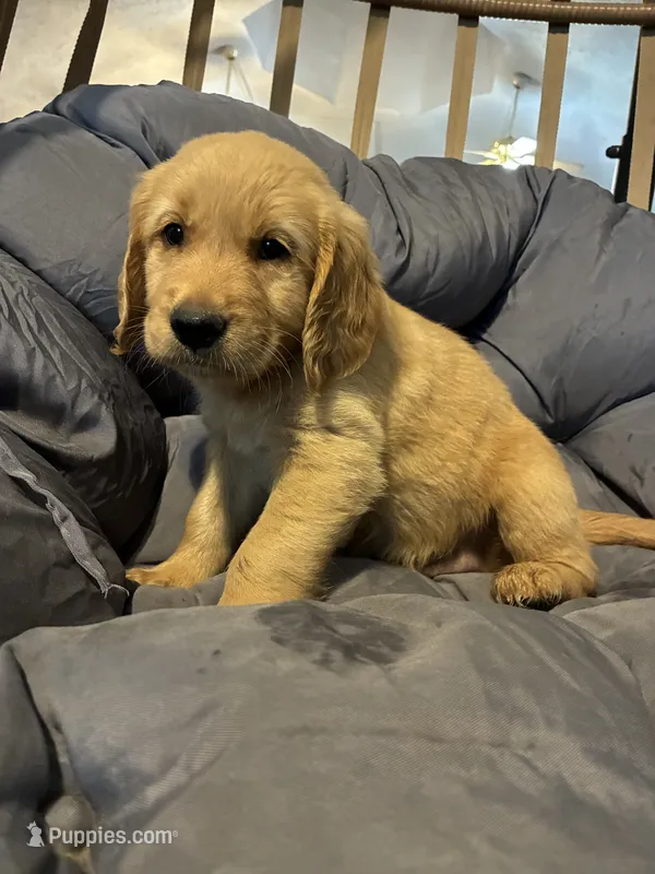 Light blue – Golden Retriever puppy for sale in Eagleville, MO