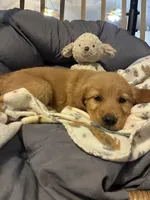 Light green , a female Golden Retriever for sale in Eagleville, MO – 3 of 4