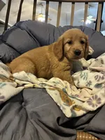 Light green , a female Golden Retriever for sale in Eagleville, MO – 2 of 4
