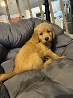 Red collar, a male Golden Retriever for sale in Eagleville, MO – 3 of 3