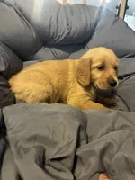 Yellow collar, a female Golden Retriever for sale in Eagleville, MO – 2 of 3