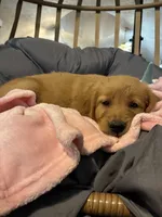 Purple collar, a female Golden Retriever for sale in Eagleville, MO – 3 of 4