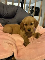 Pink collar, a female Golden Retriever for sale in Eagleville, MO – 3 of 4