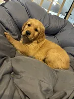 Orange collar, a male Golden Retriever for sale in Eagleville, MO – 3 of 4