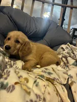Dark green , a male Golden Retriever for sale in Eagleville, MO – 3 of 4