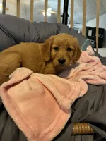 Purple collar, a female Golden Retriever for sale in Eagleville, MO – 4 of 4