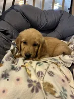 Dark green , a male Golden Retriever for sale in Eagleville, MO – 2 of 4