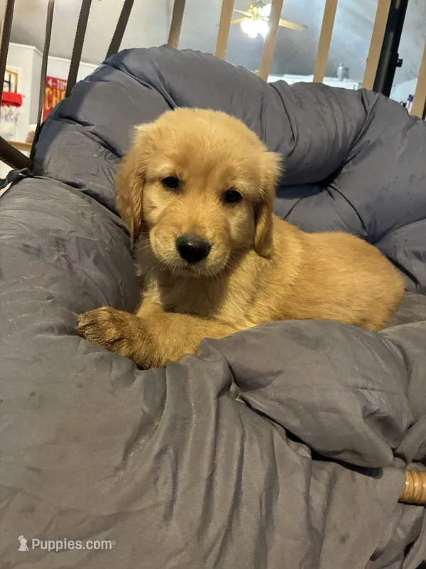 Black collar – Golden Retriever puppy for sale in Eagleville, MO