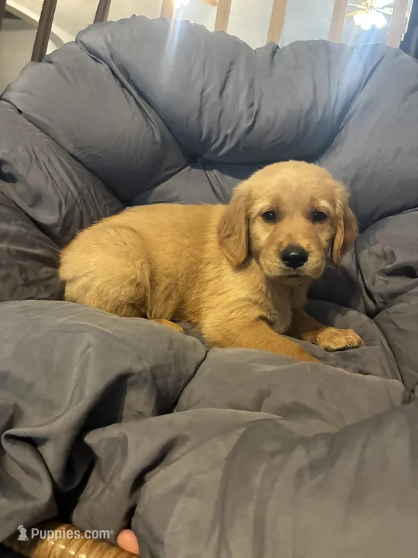 Yellow collar – Golden Retriever puppy for sale in Eagleville, MO