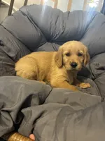 Yellow collar, a female Golden Retriever for sale in Eagleville, MO – 1 of 3