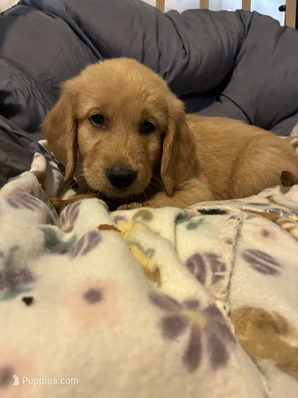 Dark green  – Golden Retriever puppy for sale in Eagleville, MO