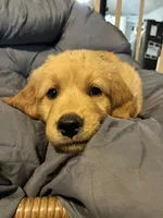 Red collar, a male Golden Retriever for sale in Eagleville, MO – 2 of 3