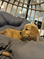 Black collar, a male Golden Retriever for sale in Eagleville, MO – 2 of 4
