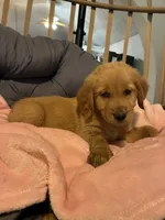 Pink collar, a female Golden Retriever for sale in Eagleville, MO – 2 of 4