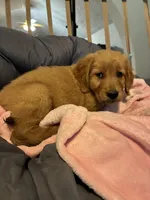 Purple collar, a female Golden Retriever for sale in Eagleville, MO – 2 of 4