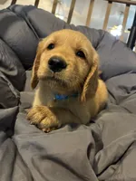 Light blue, a female Golden Retriever for sale in Eagleville, MO – 3 of 3