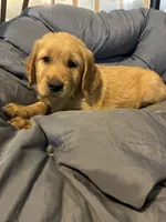 Orange collar, a male Golden Retriever for sale in Eagleville, MO – 4 of 4